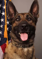 K9