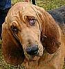 Bloodhound