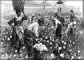 picking cotton 