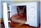 microwaved cat - file photo