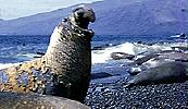 Elephant seals