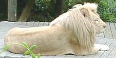 'mutant' White Lion