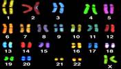 chromosomes