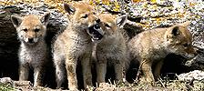 Coyote pups