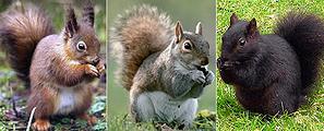Red, gray and 'mutant' black squirrels