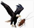 Eagle - cockroach