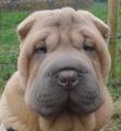 (Google images) 8 Month Old Shar Pei Puppy