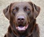 chocolate lab - from Google image search