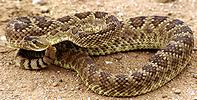 Mojave rattler