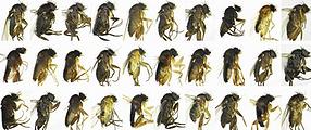 30 species of flies