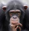 AIDS chimp