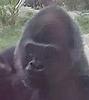 Kijito, a 24-year-old, 375-pound western lowland gorilla