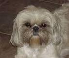 Google image of Shih Tzu