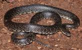 Black Kingsnake