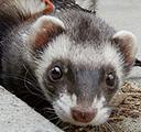 ferret (not actual victim)