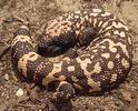 Gila Monster