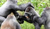 gorilla fight