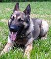 K9 "Dux"