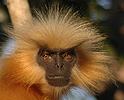 Rare Golden Langur