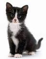 "a small black and white kitten - (from Google images)