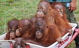 wheelbarrow of orangs