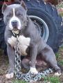a blue pit bull - from Google images - not the same dog as in story