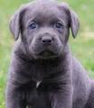 Cane Corso puppy named Primo - (image from Google)