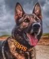 K9 Odin