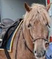 A member of the Philadelphia mounted equestrian police