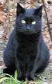 a cat named 'Blackie' - (Google images)