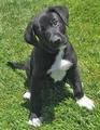 black puppy - from Google images