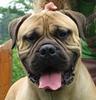 bullmastiff