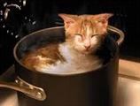 cat in a pot