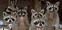 "coons"