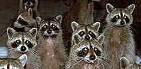 coons