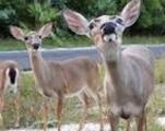 endangered Key deer