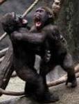 monkey fight