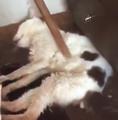 tortured cat