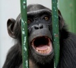 Monkey behind bars