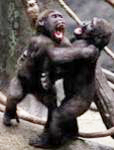 Monkey fight