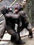 Monkey fight