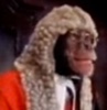 monkey judge