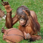 monkey-basketballer