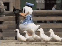 quack, quack, quack