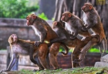  monkey sex 