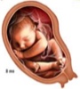 fetus-8-mo.jpg