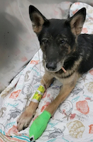 wounded victim Ax K9