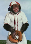 baseball monkey