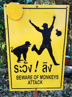 monkey attacks