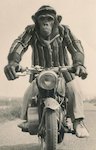 monkey on motorcycle